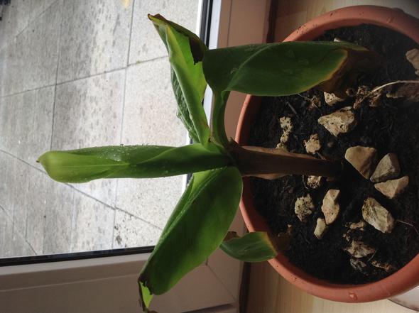 traurige, ungesunde Pflanze - (Pflanzen, Pflanzenpflege, Banane)