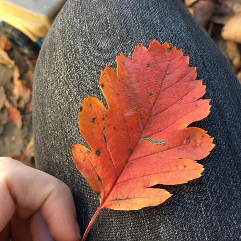 dieses blatt - (Schule, Biologie, Natur)