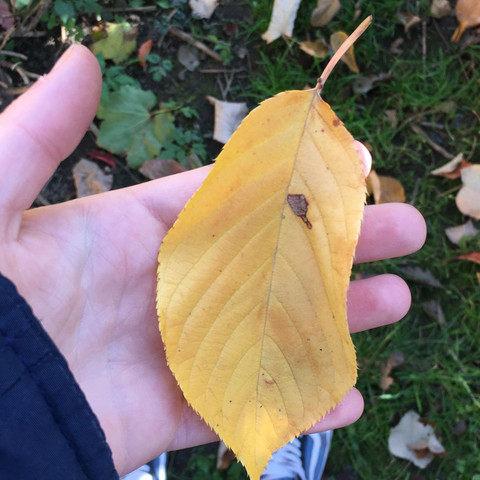 und dieses bitte - (Schule, Biologie, Natur)