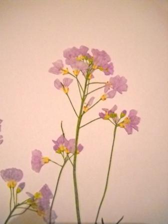 Blüte zartlila, Größe ca. 16-18 cm - (Biologie, Pflanzen, Natur)