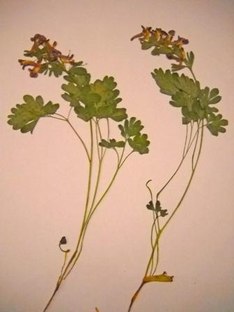 ´Blüte lila, Größe ca. 22-24 cm - (Biologie, Pflanzen, Natur)