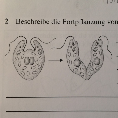 Hier ein Bild was dazu abgebildet ist - (Biologie, Hausaufgaben)