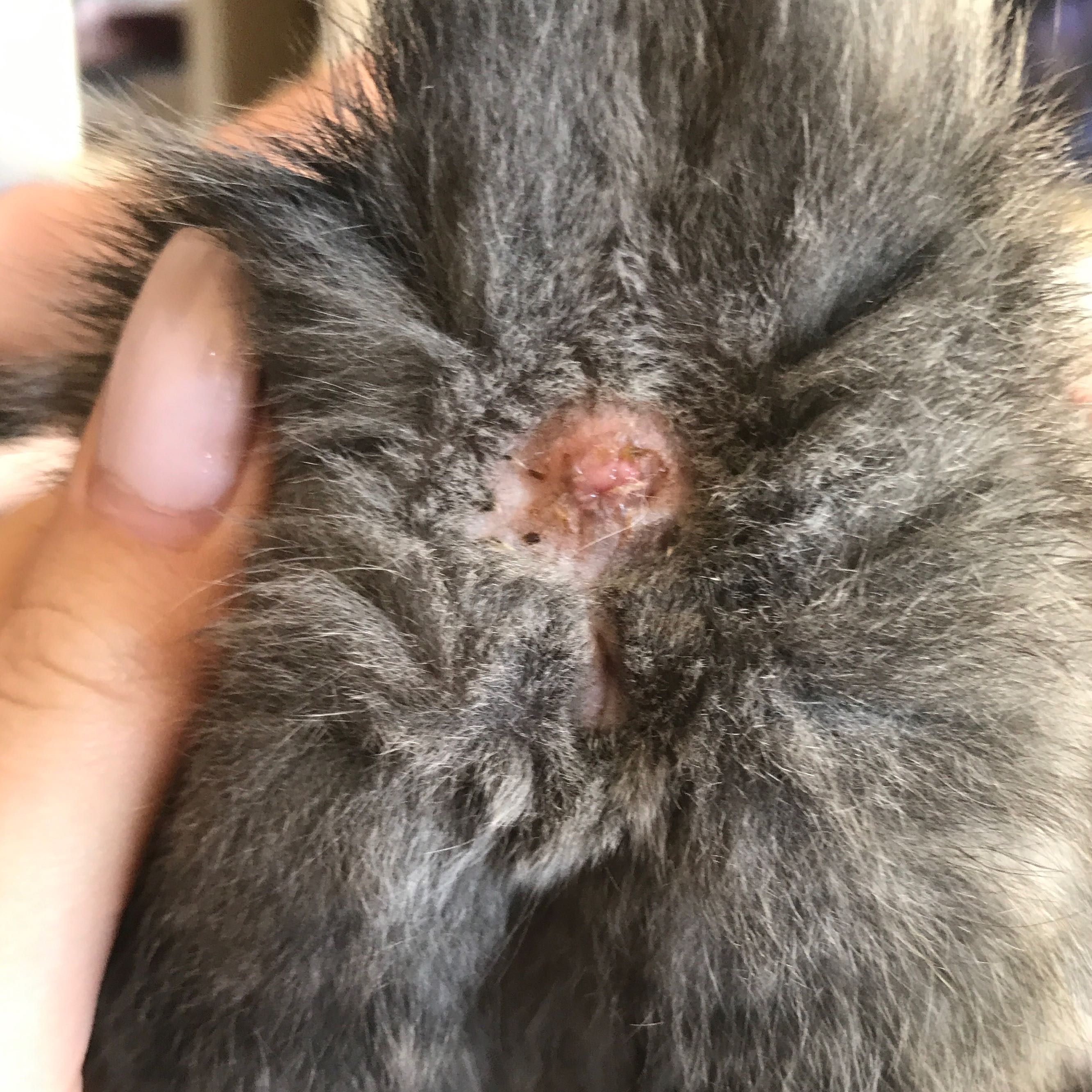 Hilfe bei Geschlechtsbestimmung Katze oder Kater? (Geschlecht, Kitten)