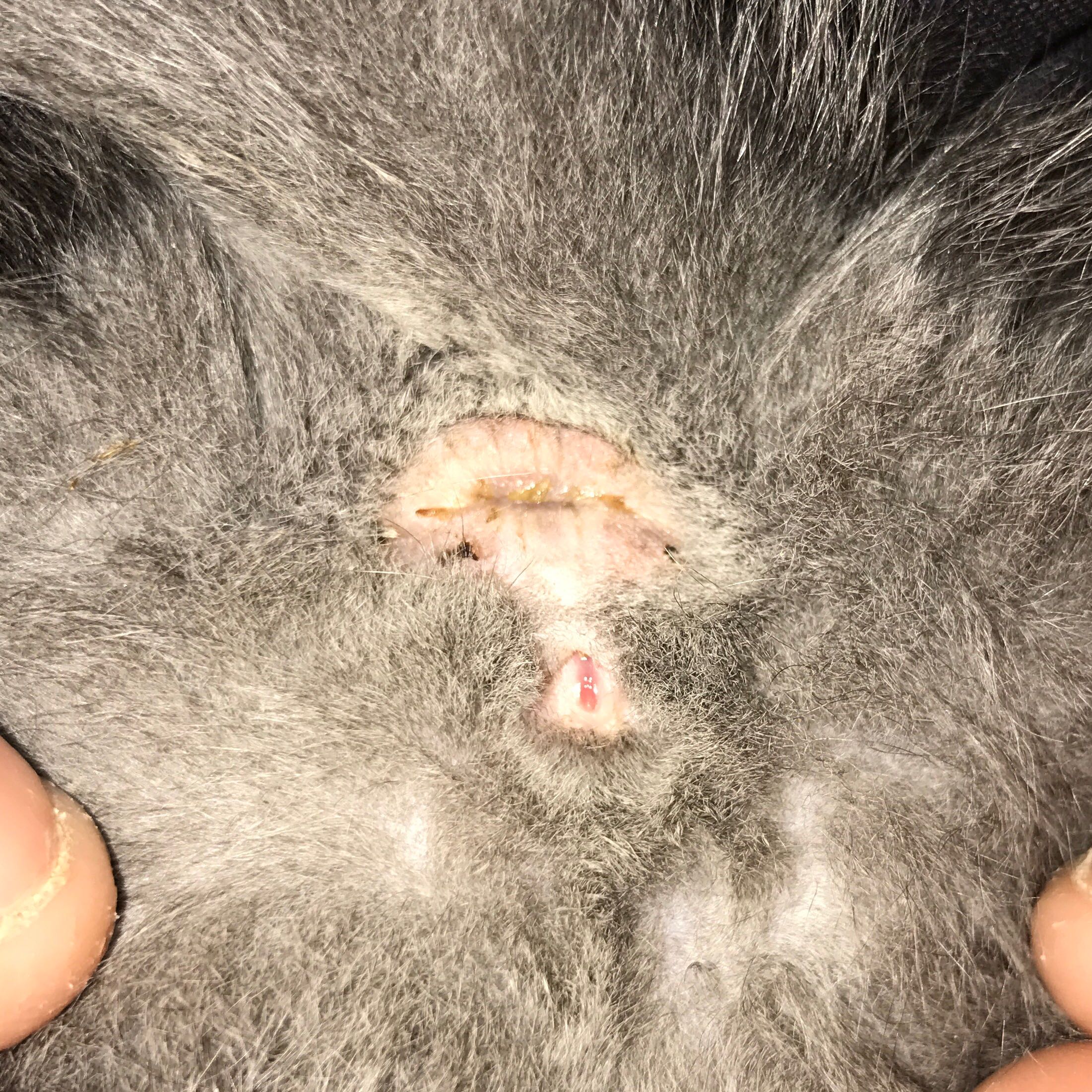 Hilfe bei Geschlechtsbestimmung Katze oder Kater? (Geschlecht, Kitten)