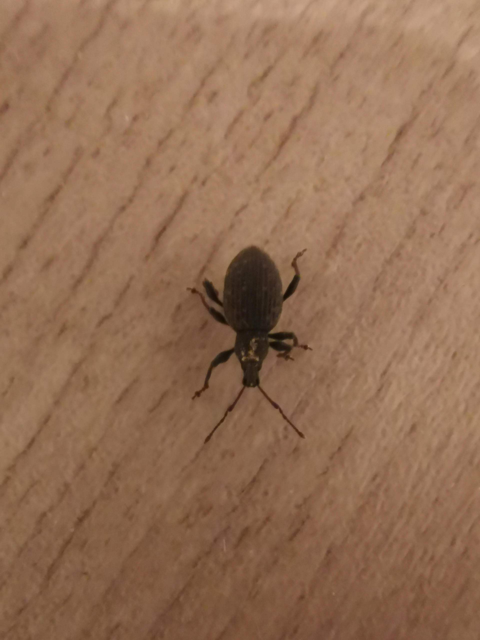 Hilfe bei Käfern in der Wohnung? (Käfer)