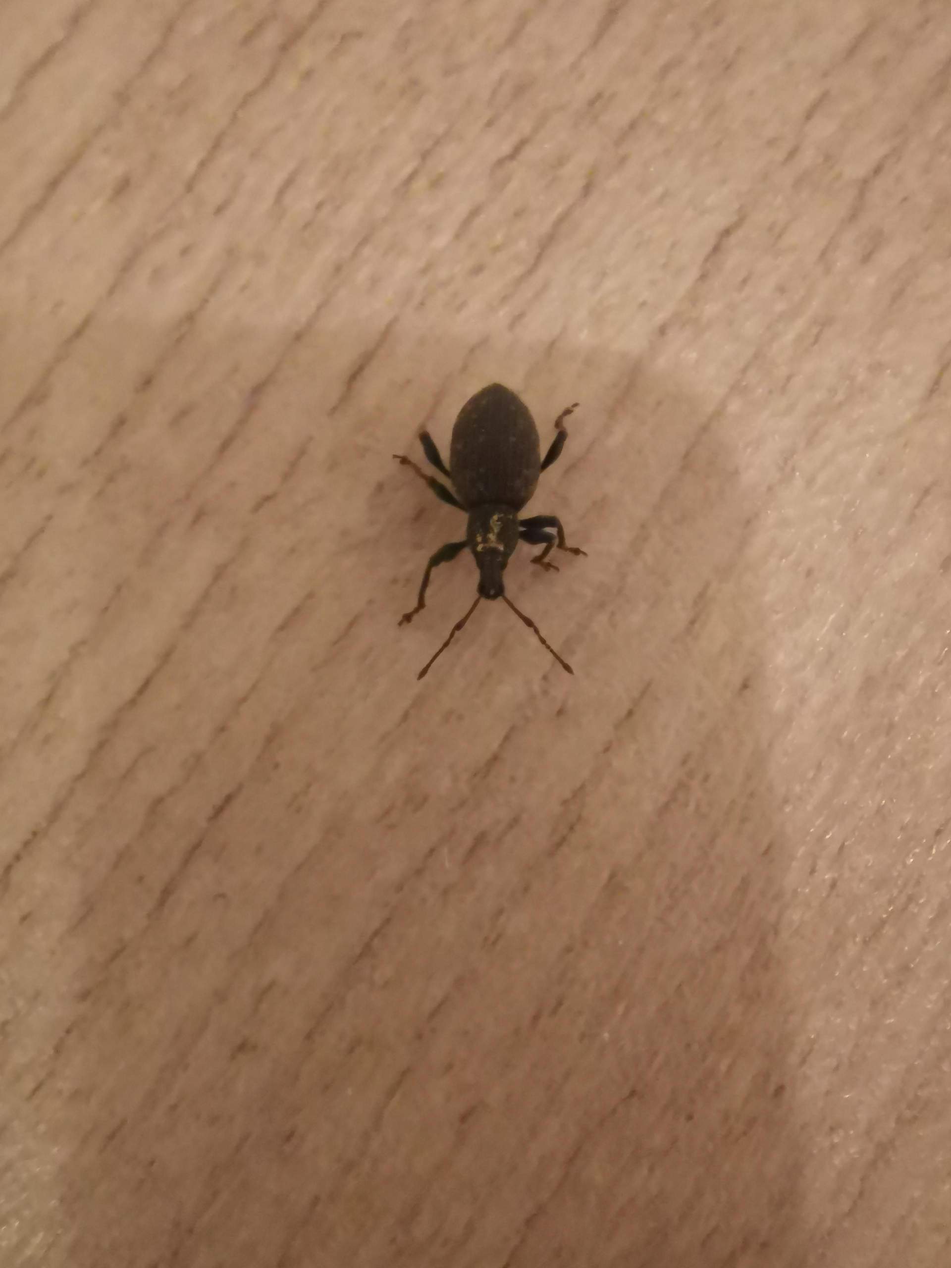 Hilfe bei Käfern in der Wohnung? (Käfer)