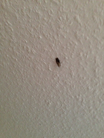 Hilfe Bei Nachtfalter Bzw Mottenplage Ungeziefer Schlafzimmer Motten