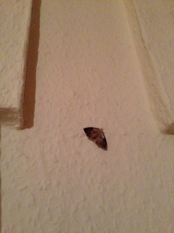 Hilfe Bei Nachtfalter Bzw Mottenplage Ungeziefer Schlafzimmer Motten