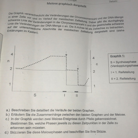 HILFE: Bio Meiose? (Schule, Biologie, Lernen)