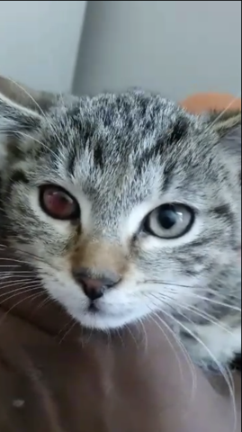 Hilfe Blut Im Auge Von Babykatze Krankheit Katze Katzen