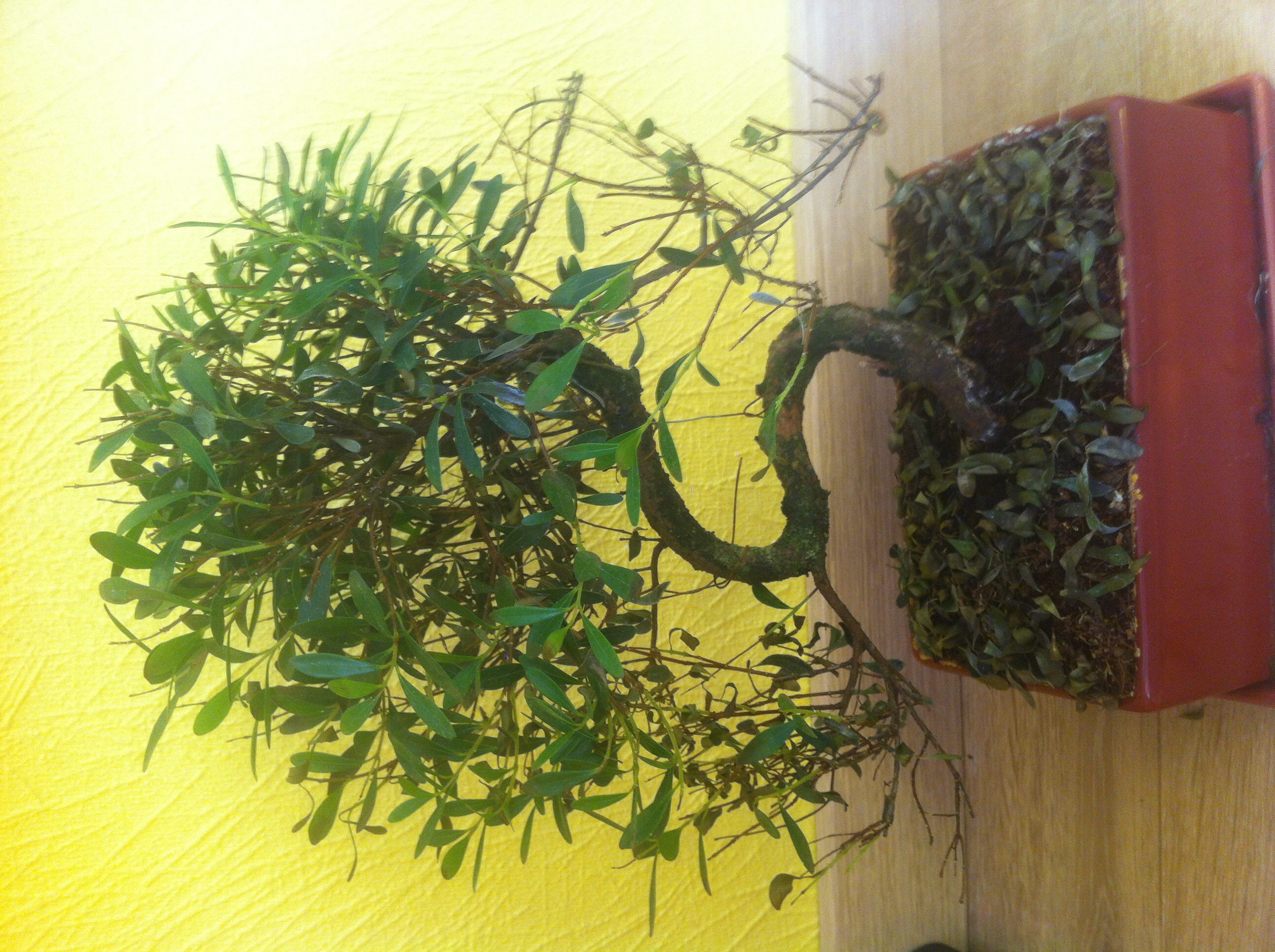 Hilfe Bonsai verliert alle bl tter Pflanzen Garten Hilfe Bonsai verliert alle bl tter Pflanzen Garten