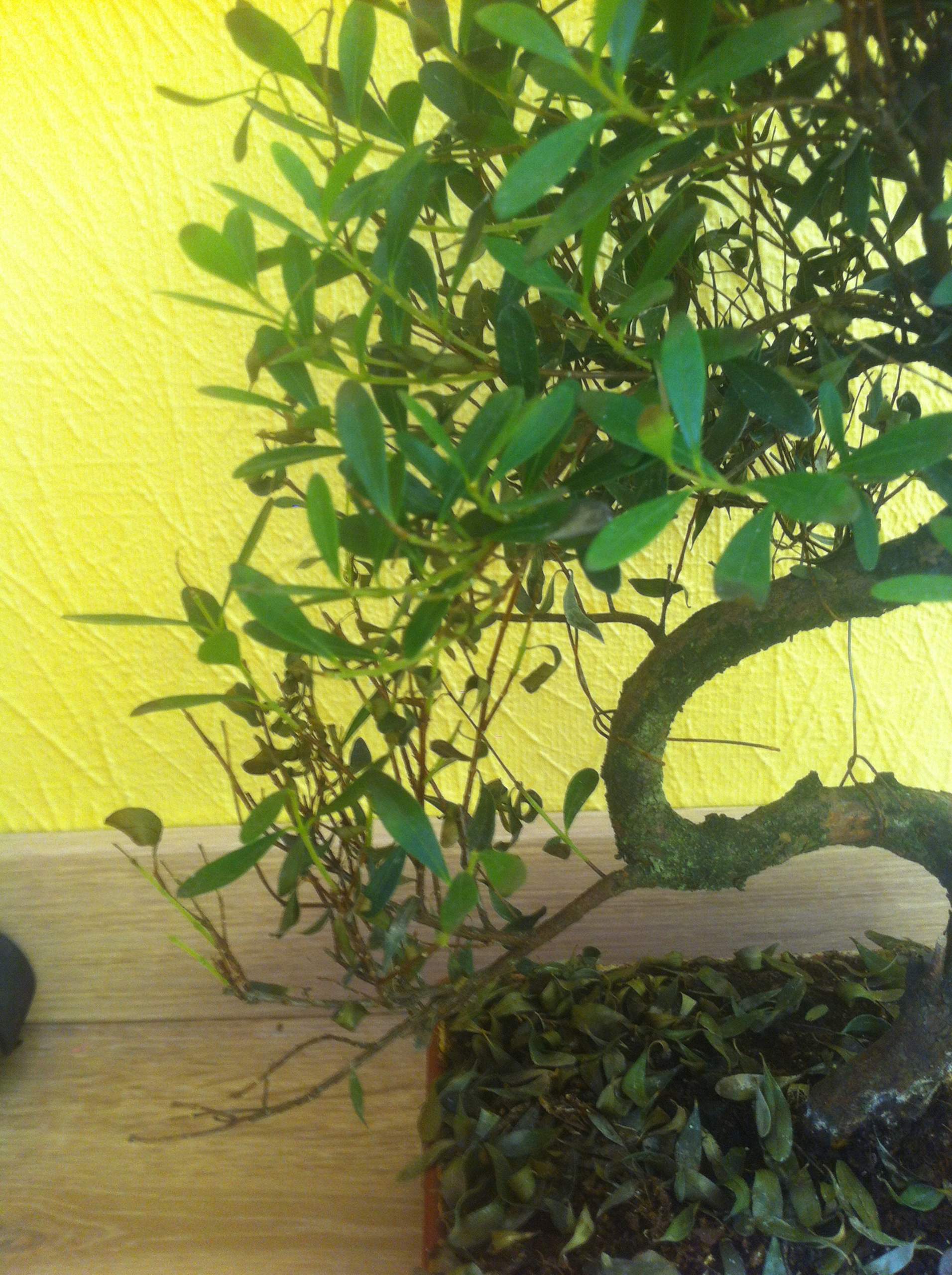 Hilfe Bonsai verliert alle bl tter Pflanzen Garten Hilfe Bonsai verliert alle bl tter Pflanzen Garten
