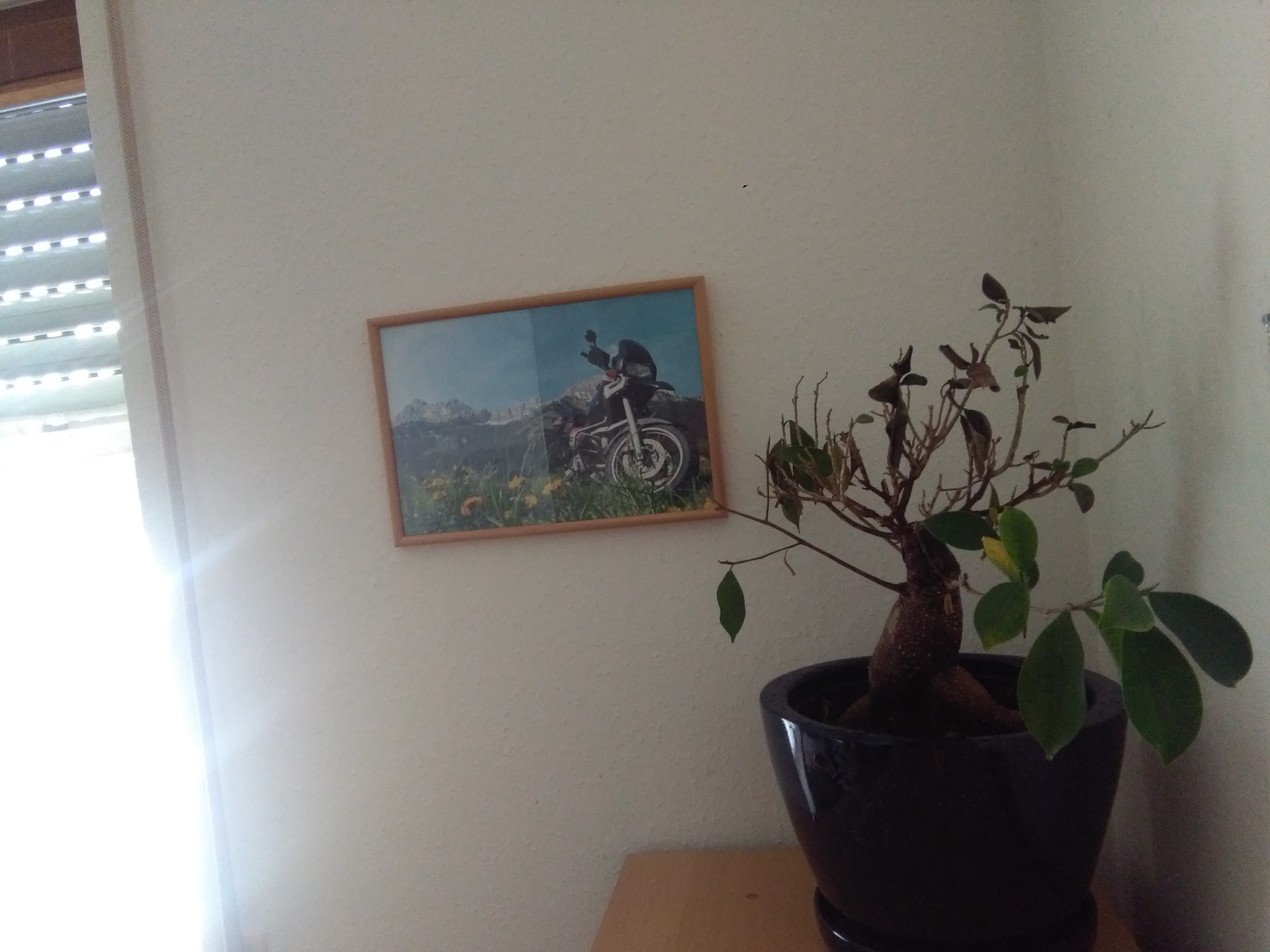 Hilfe Bonsai Verliert Blatter Krank Pflanzen Baum