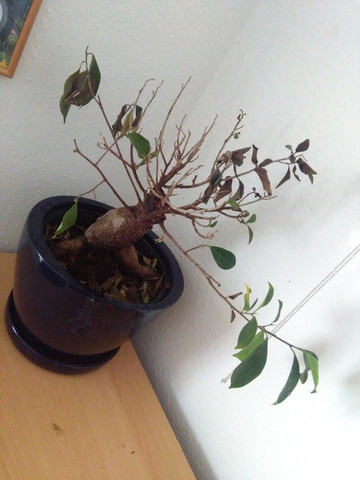 Hilfe Bonsai verliert Bl tter krank Pflanzen Baum Hilfe Bonsai verliert Bl tter krank Pflanzen Baum
