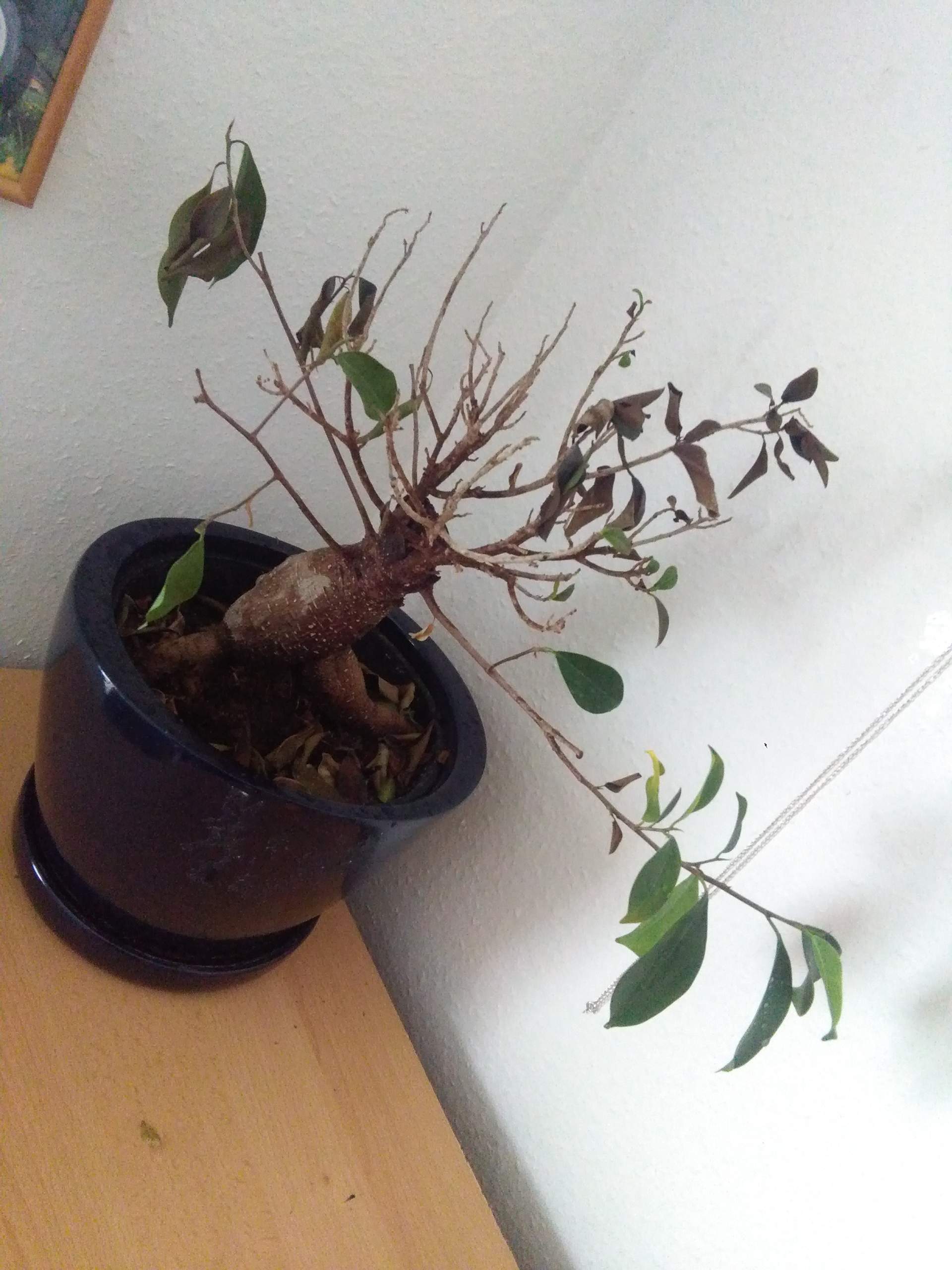 Hilfe Bonsai verliert Blätter ? (krank, Pflanzen, Baum)
