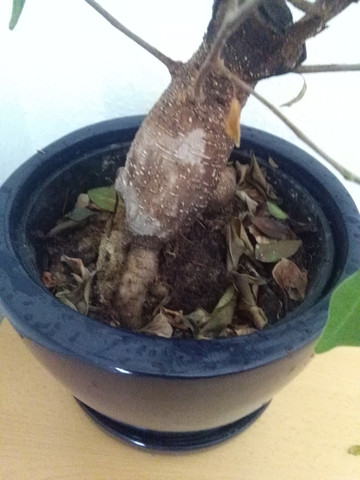 Hilfe Bonsai Verliert Blatter Krank Pflanzen Baum