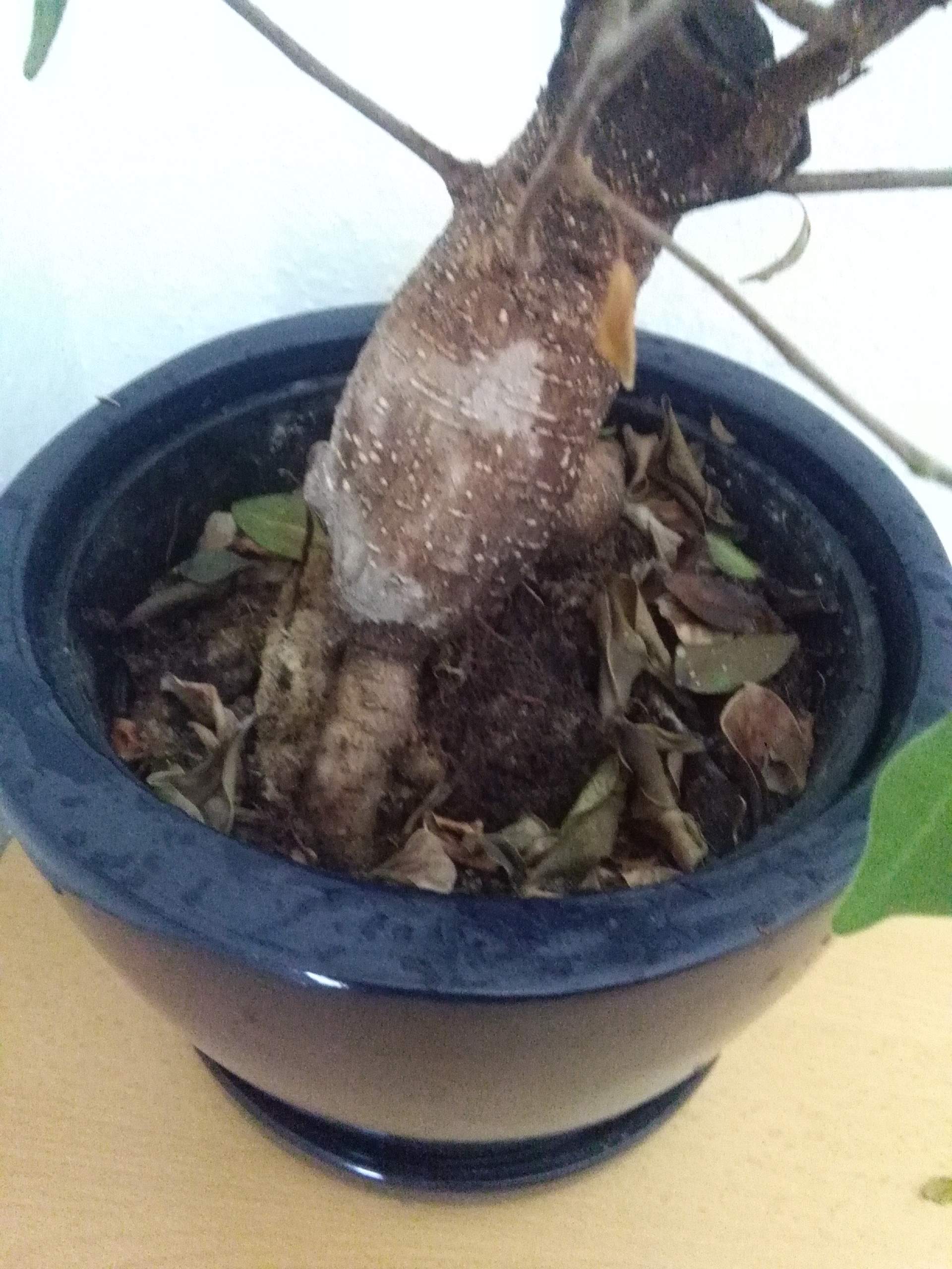 Hilfe Bonsai verliert Blätter ? (krank, Pflanzen, Baum)
