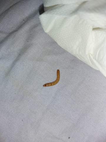 Würmer im bett kleine Winzige Käfer