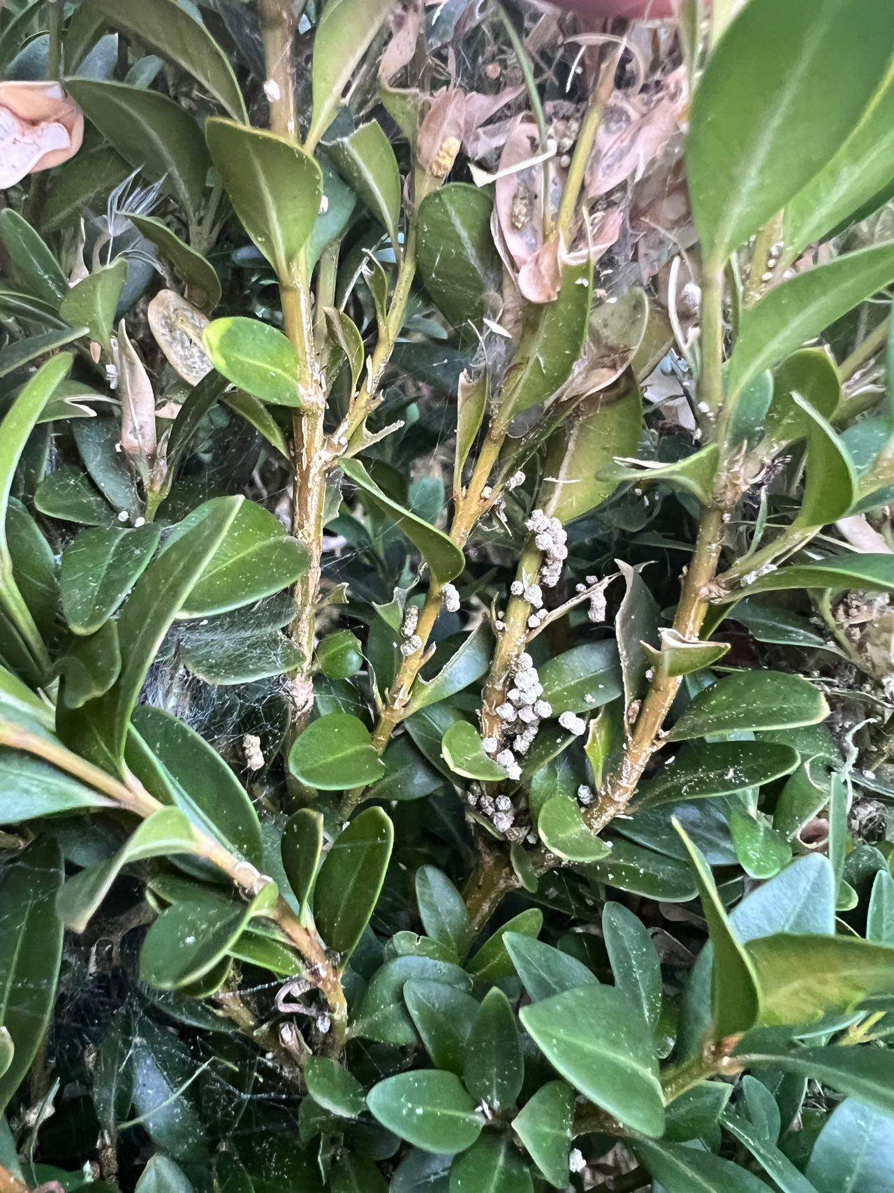 Hilfe, die Pflanzen in meinem Garten sind krank, und ich weiß nicht, was ich tun soll. Kann mir