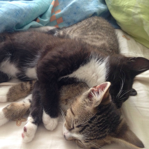 Das sind die beiden Katzen - (Katze, Haustiere)