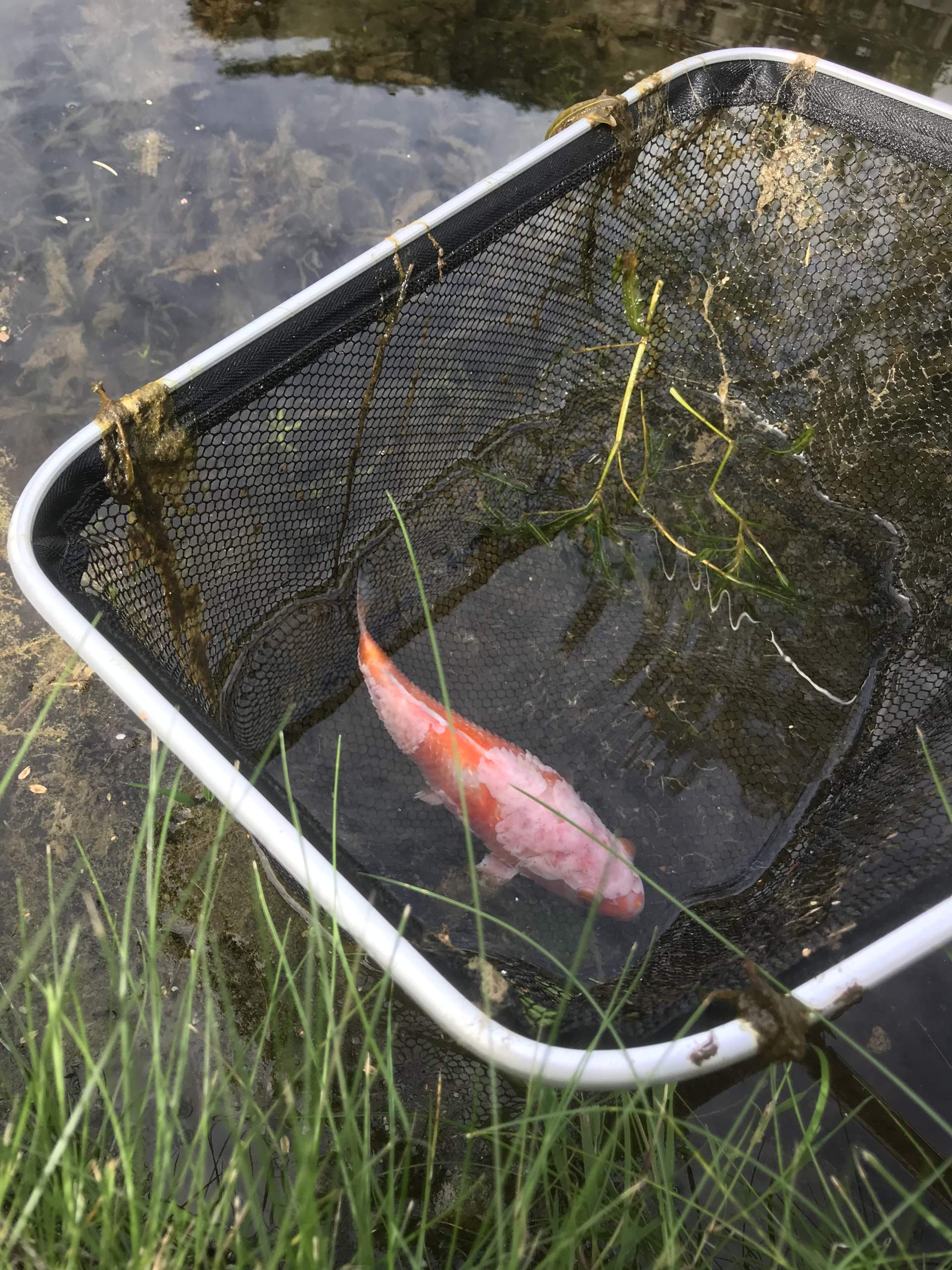 Hilfe Fisch im Teich hat Flecken? (Tiere, Fische, Schimmel)
