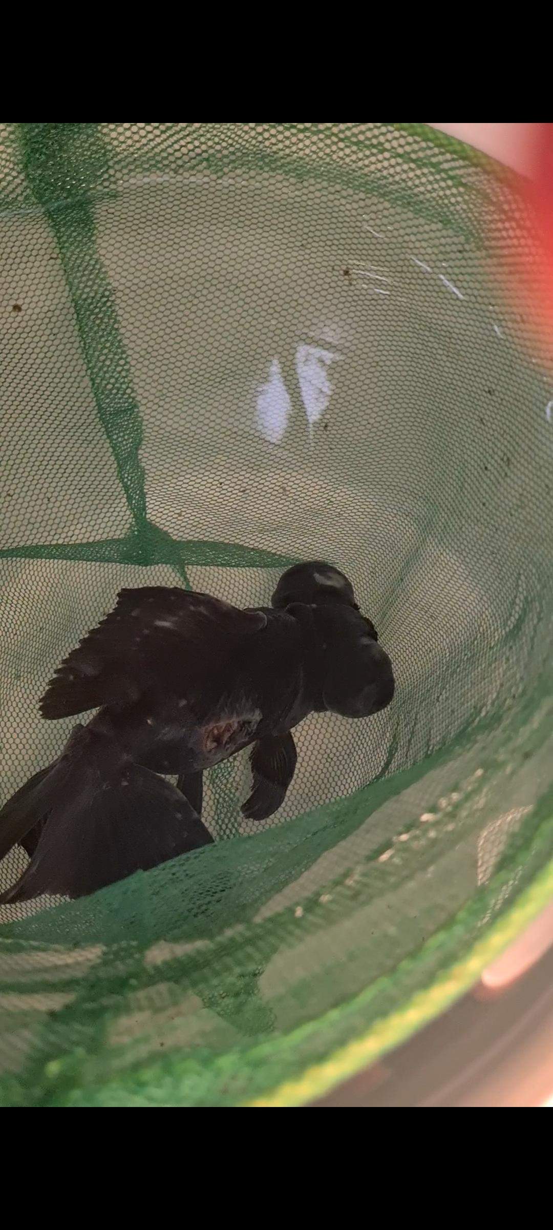 Hilfe Fisch krank? (Krankheit, Fische, Aquariumfische)