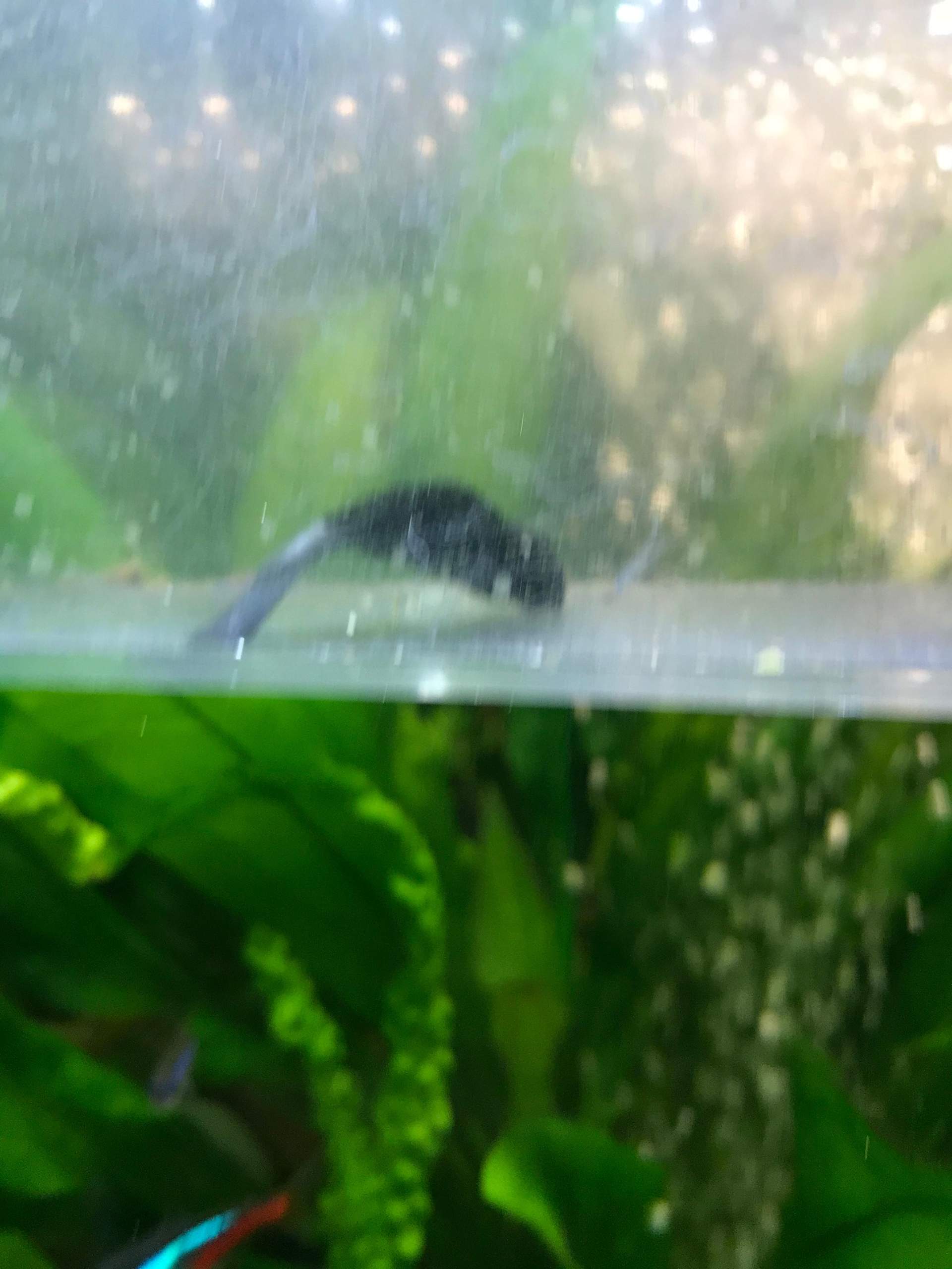 HILFE! Fische sterben nach und nach im Aquarium. Wieso? (Krankheit