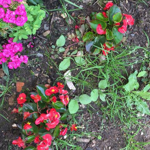 Hilfe für ein schönes Blumenbeet? (Garten, Unkraut, Beet)