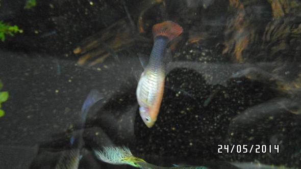 Fisch :/ - (Fische, Aquarium, Gubby)