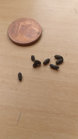 Hilfe Habe Ich Bettwanzen Ich Habe Diese Kugelchen Gefunden