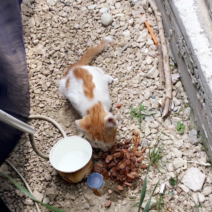 Hilfe habe kleine Baby Katze auf der Straße gefunden hat sie vielleicht