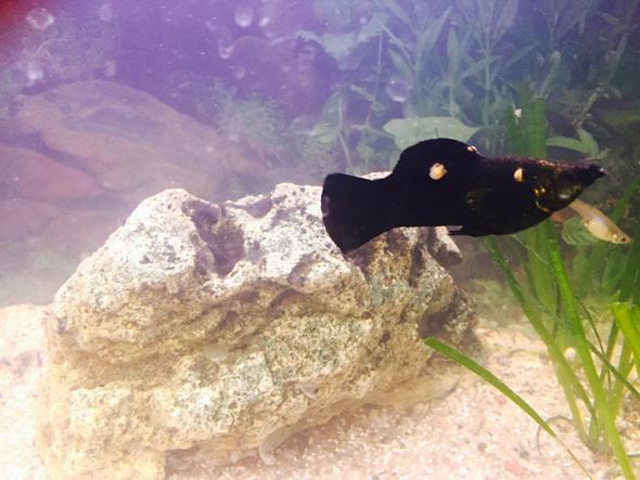 Black Molly - (Fische, Aquarium, Black Molly)