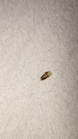 Hilfe Hulle Eines Tieres Im Bett Gefunden Insekten Bettwasche
