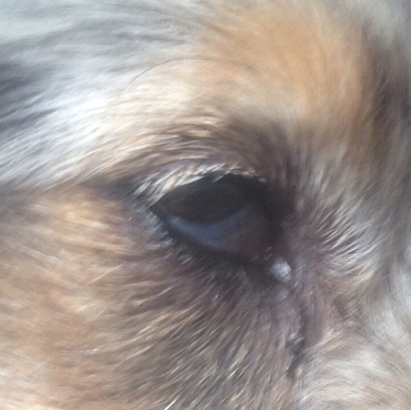 Hilfe! Hund hat ein geschwollenes Auge (Augen, krank, Tierarzt)