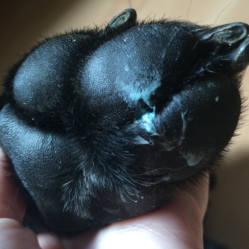 Hilfe Hund ist in Kaugummi getreten