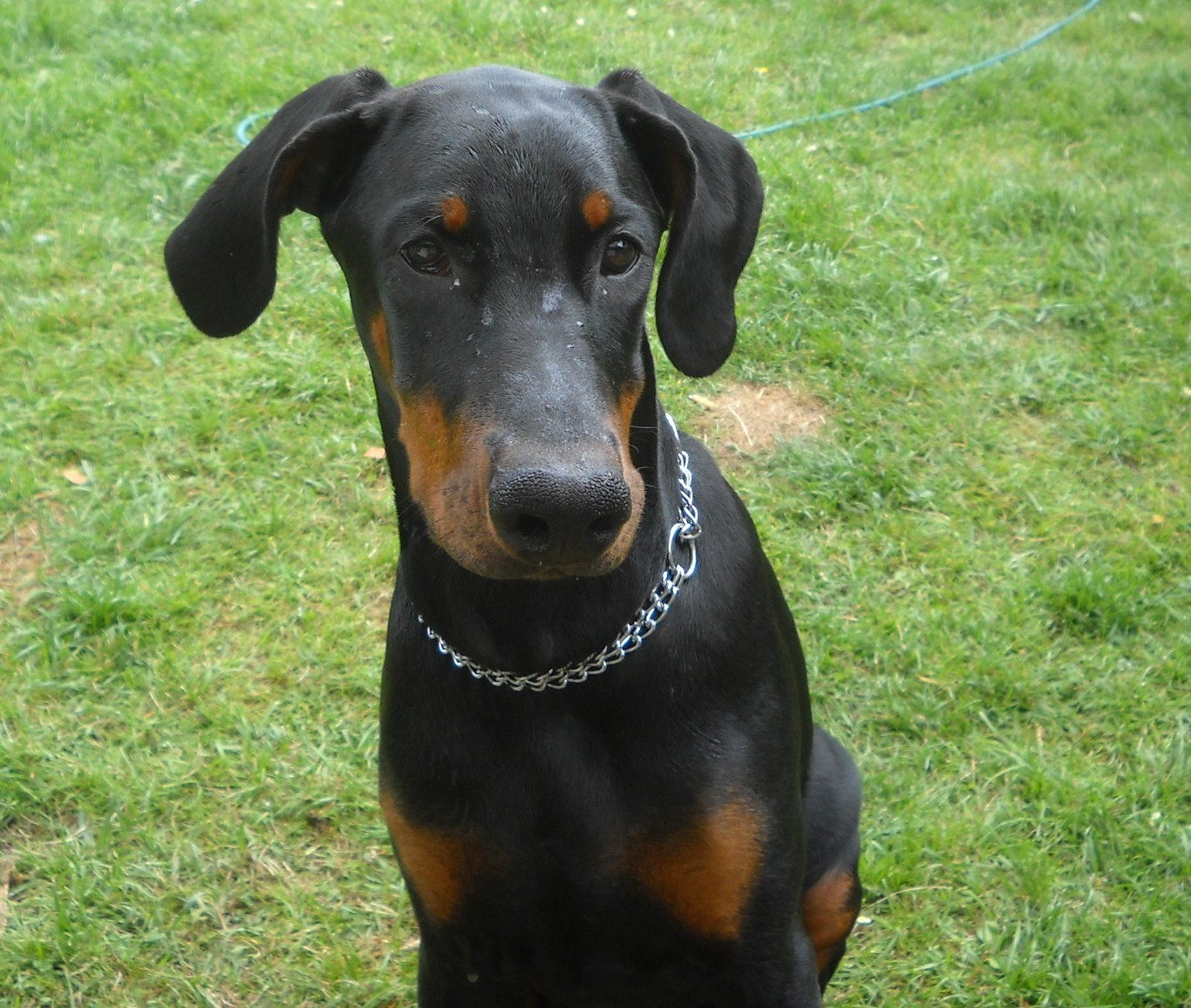hund frisst schlecht pubertät