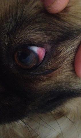 hilfe hundeauge stark rot hund