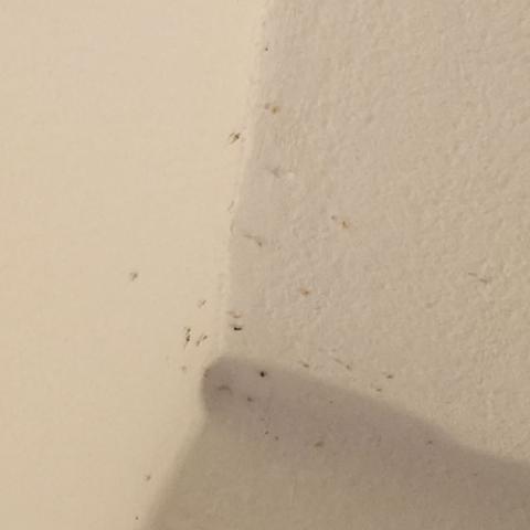Hilfe Hunderte Mucken In Meinem Zimmer Was Kann Ich Machen Angst Schlaf Insekten