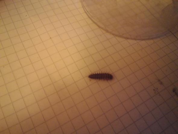 Hilfe Ich Habe Jede Nacht Braune Wurmer Raupen In Meinem Bett Insekten Raupe