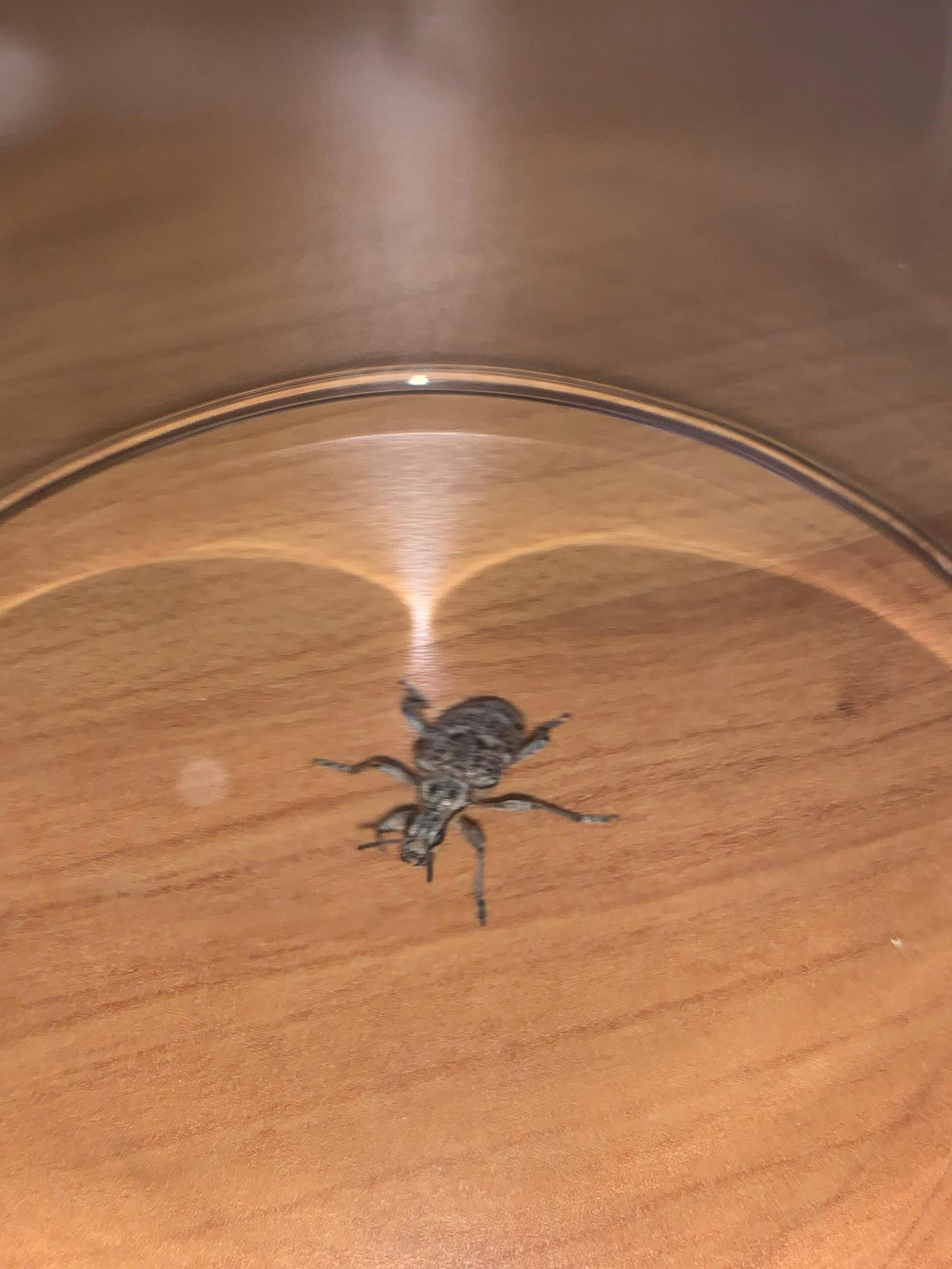 Hilfe ich habe krabbeltiere in meiner Wohnung gefunden, welche sind es? Was kann ich dagegen tun