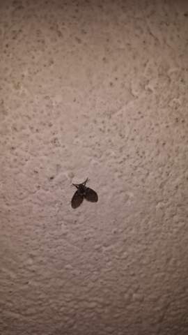 Hilfe Ich Habe Motten Im Keller Insekten Mucken