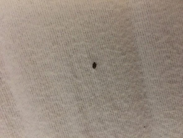 Hilfe Ich Habe Viele Dieser Kafer Auf Meinem Bett Tiere Angst