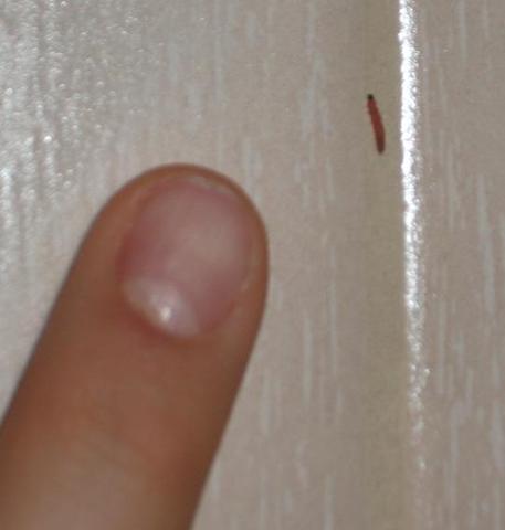 im Größenvergleich zu meinem Finger - (Tiere, Natur, Insekten)
