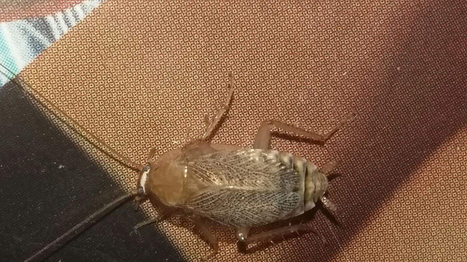 Hilfe, Insekten in der Wohnung! Wir bitten um Artenbestimmung? (Natur, Käfer, Schädlinge)