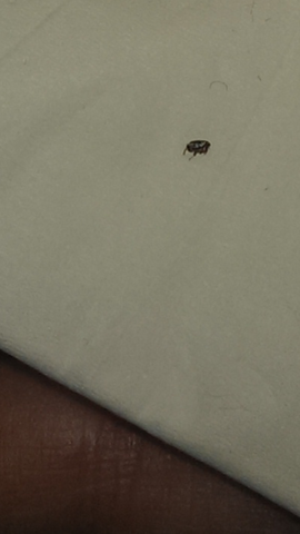 Hilfe Insekten Uberall Ungeziefer Flohe