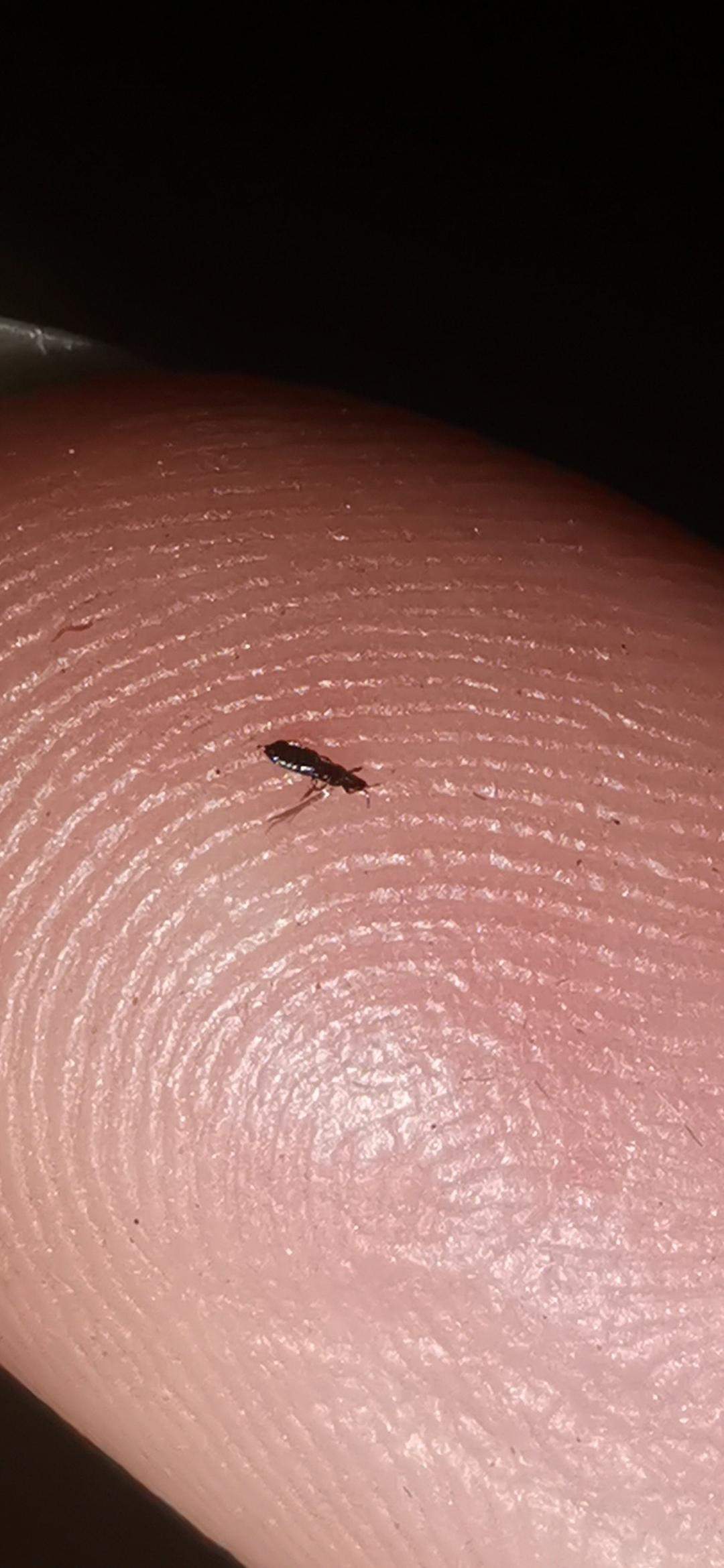 Hilfe, ist das ein floh? (Ungeziefer, Parasiten)