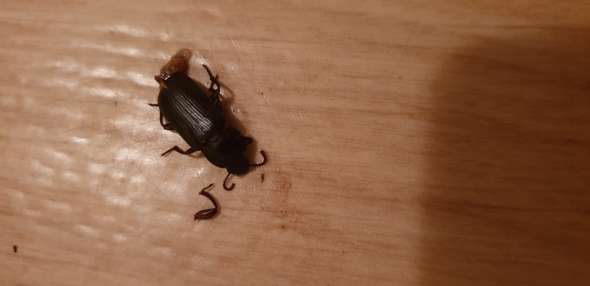 Hilfe Kafer Im Haus Insekten