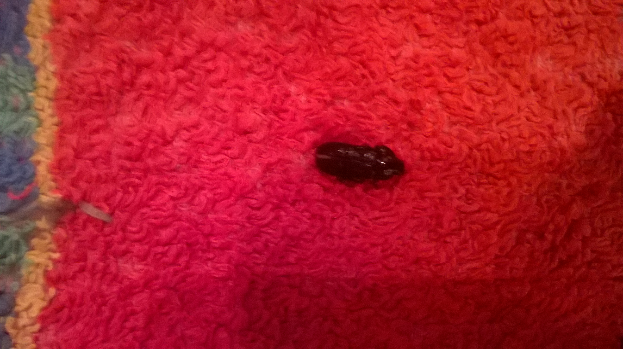 Hilfe Käfer Schabe An Unter Meinem Bett Gefunden Insekten Ungeziefer Schädlinge Hilfe Käfer Schabe An Unter Meinem Bett Gefunden Insekten Ungeziefer Schädlinge