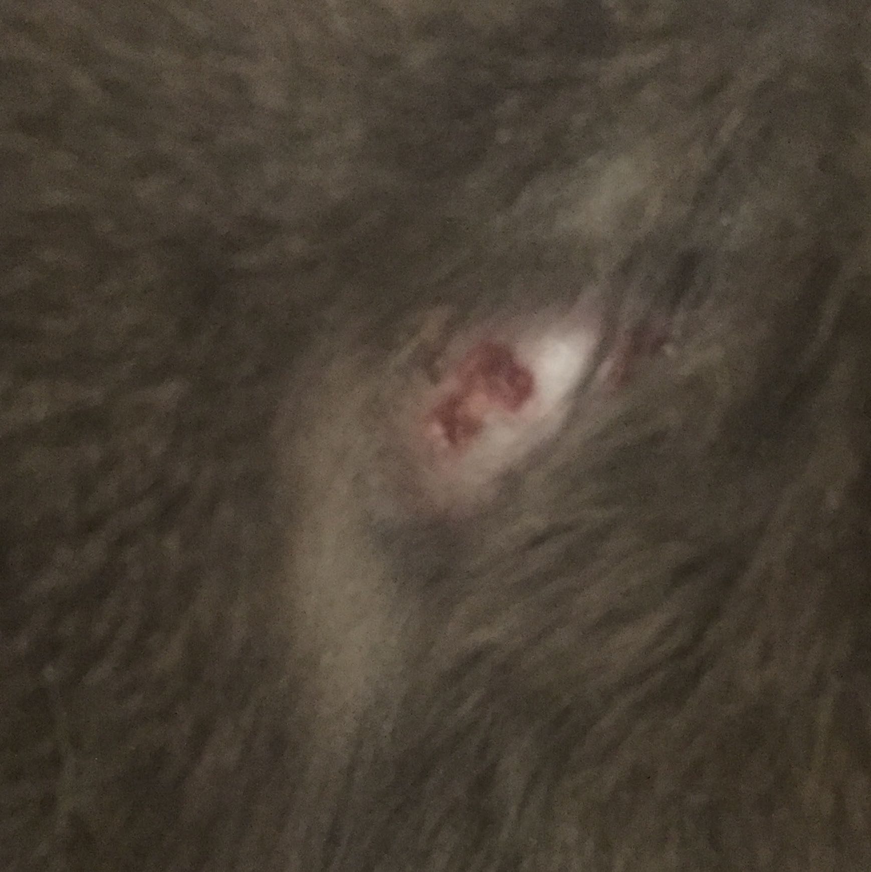 Hilfe kahle Stelle bei meiner Katze? (Blut, Meinung, Tierarzt)