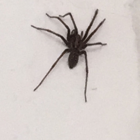 Riesen Spinne  - (Angst, Spinnen)